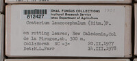 Craterium leucocephalum var. leucocephalum image